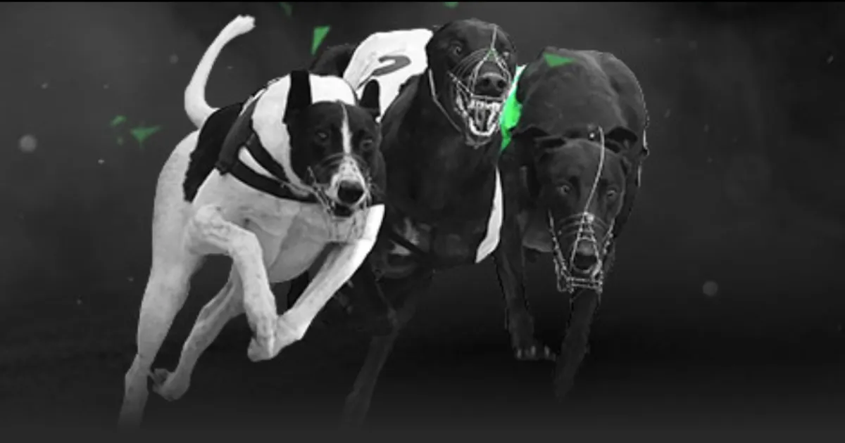 中乙首战裁,判阵容公布,苏子豪执裁,亚博体育,亚博体育官网,亚博体育app,亚博体育下载